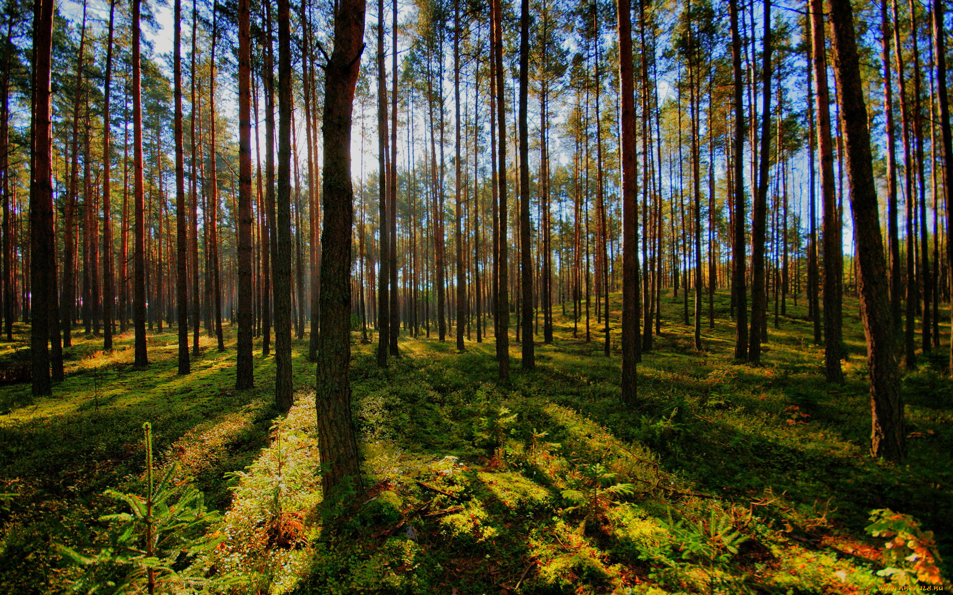 , jednorozec, , , , 